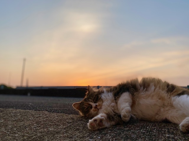 夕陽と桜と猫