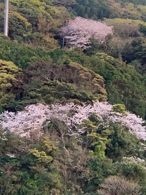 4月5日の夕陽と桜と猫