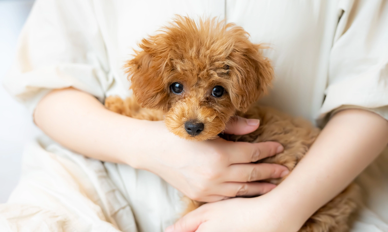 白い服を着た女性が、愛らしい茶色のトイプードルの子犬を優しく抱きしめています。
