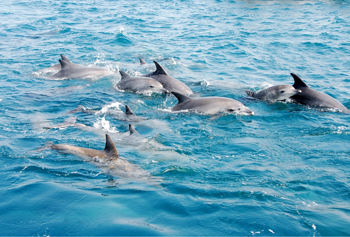 青い海の中を複数のイルカが群れをなして優雅に泳いでいます。
