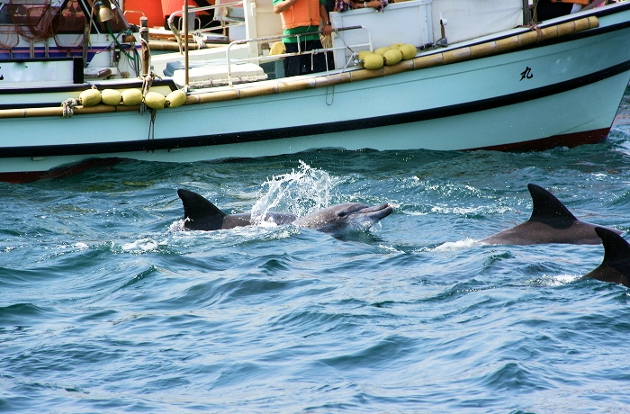 漁船のすぐそばで、数頭のイルカが海面から顔を出して泳いでいます。