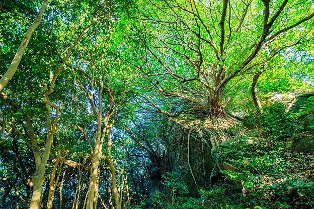 大きな岩の上に根を張り巡らせた木々が、青々とした葉を茂らせています。